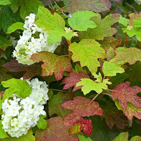 Hydrangea quercifolia Pot 3 Liter 