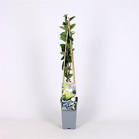 Lonicera c. 'Wojtek' Pot 2 Liter