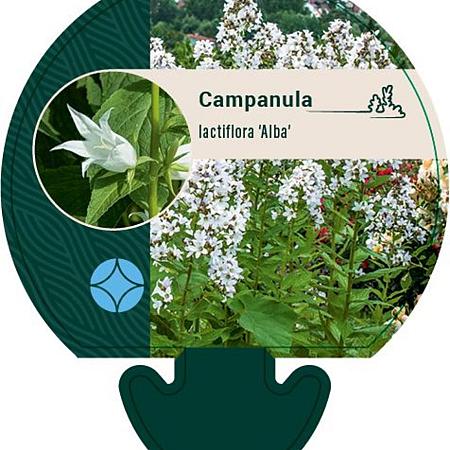 Campanula lact. 'Alba' Pot 9 cm