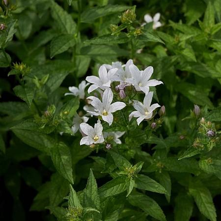 Campanula lact. 'Alba' Pot 9 cm