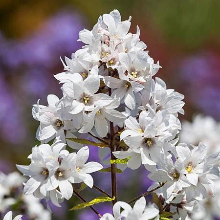 Campanula lact. 'Alba' Pot 9 cm
