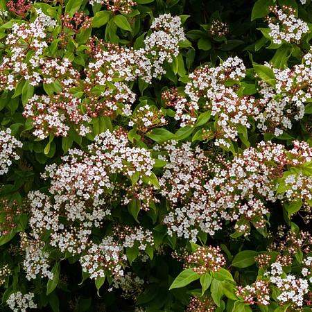 Viburnum tin. 'Eve Price' Pot 5 Liter 