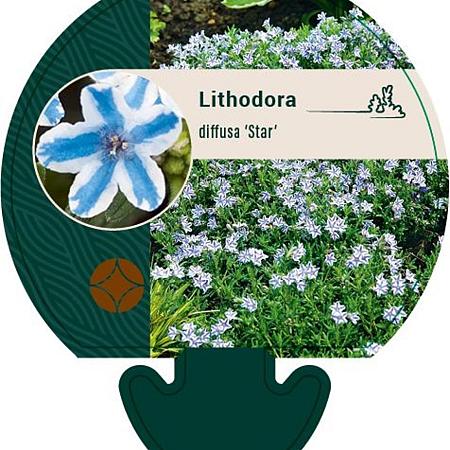 Glandora d. 'Star' Pot 9 cm