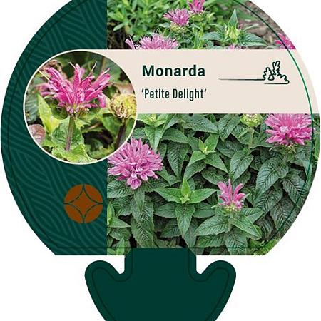 Monarda Petite Delight Pot 9 cm