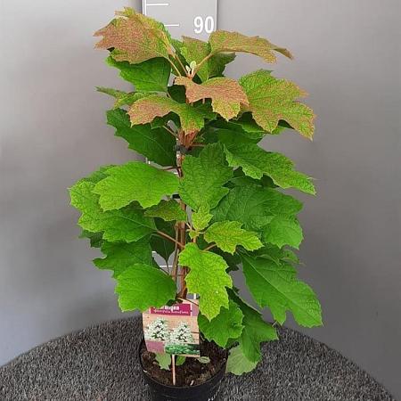 Hydrangea querc. 'Snowflake' Pot 3 Liter 