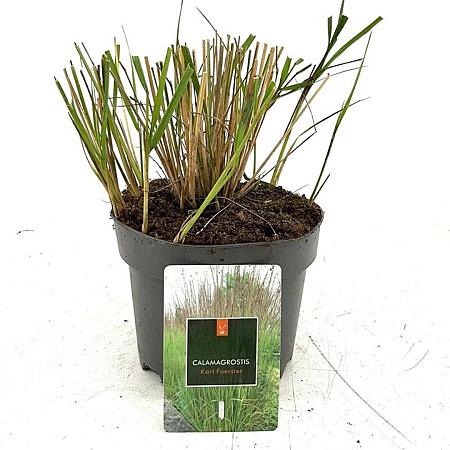 Calamagrostis acut. 'Karl Foerster' Pot 2 Liter