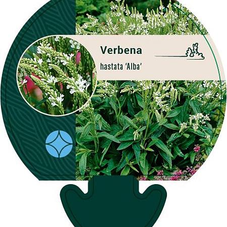 Verbena hastata 'Alba' Pot 9 cm
