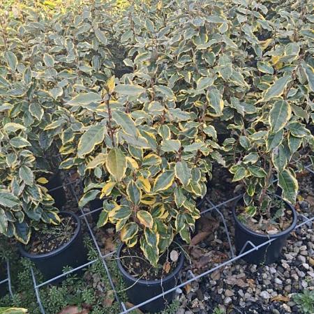 Elaeagnus ebb. 'Viveleg' Pot 3 Liter 