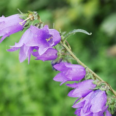 Campanula rapunculoides Pot 9 cm