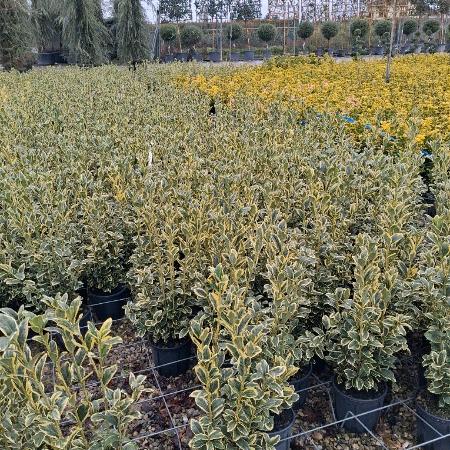 Euonymus jap. 'Bravo' Pot 3 Liter 