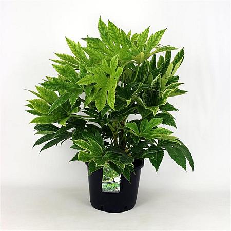 Fatsia japonica 'Spider's Web' Pot 12 liter 