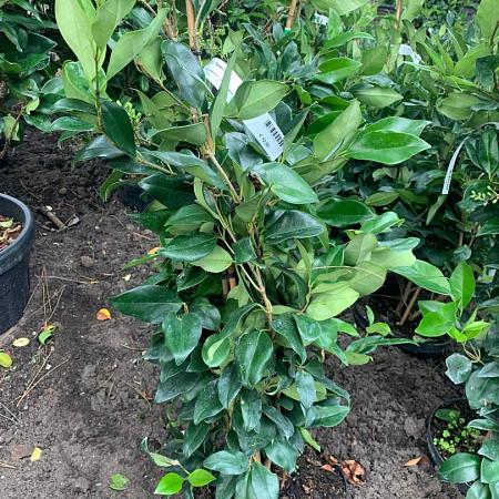 Ligustrum j. 'Texanum' Pot 5 Liter 