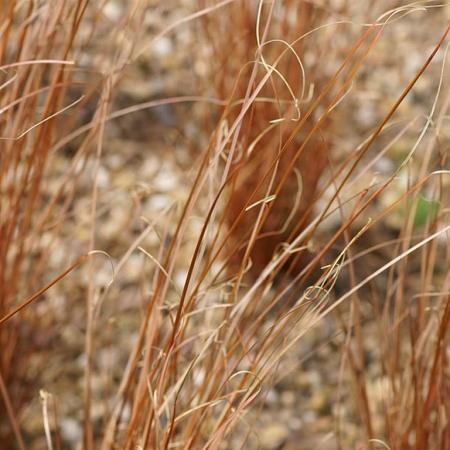 Carex buch. 'Red Rooster' Pot 9 cm