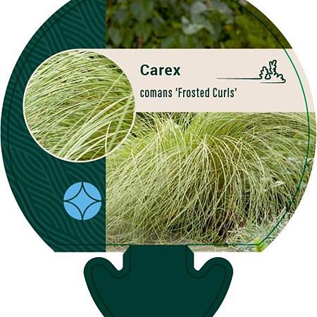 Carex comans 'Frosted Curls' Pot 9 cm