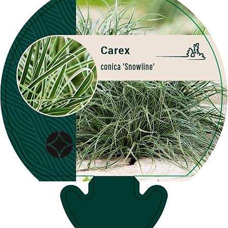 Carex conica 'Snowline' Pot 9 cm