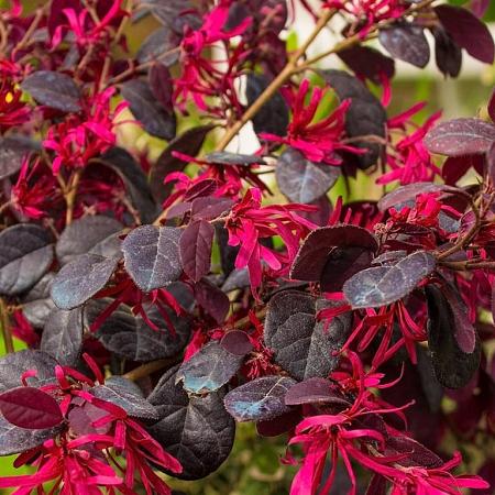 Loropetalum chinense Pot 10 liter