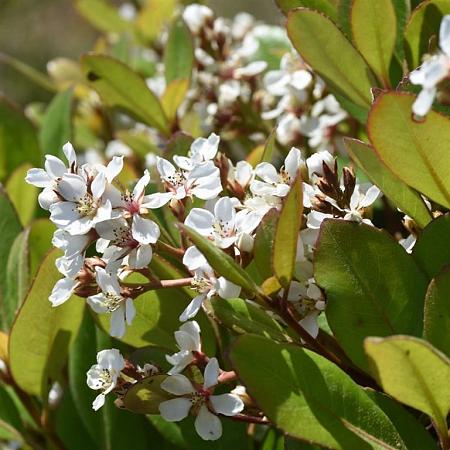 Rhaphiolepis umbellata ovata Pot 3 Liter 