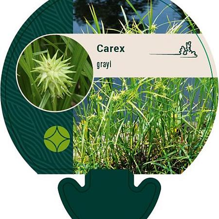 Carex grayi Pot 9 cm