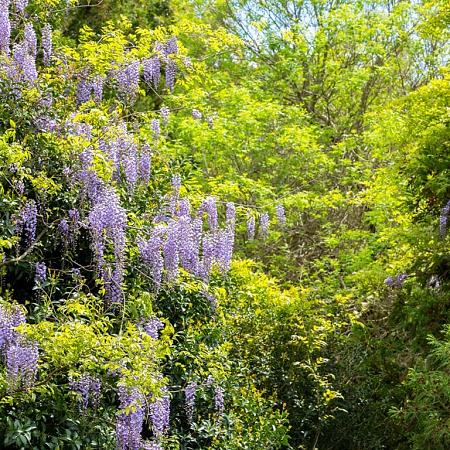 Wisteria sinensis in soorten Pot 10 liter 250 - 300 cm