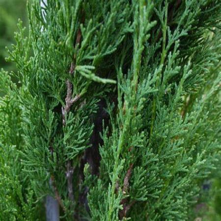 Cupressus semp. 'Pyramidalis' Pot 30 Liter 175 - 200 cm