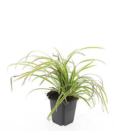 Carex morrowii 'Aureovariegata' Pot 9 cm