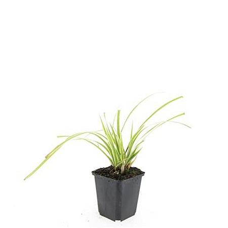 Carex morrowii 'Aureovariegata' Pot 9 cm