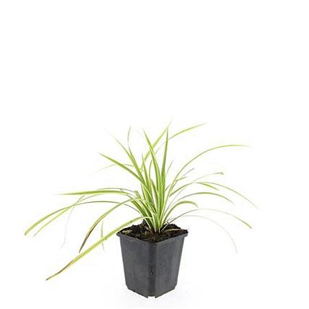 Carex morrowii 'Aureovariegata' Pot 9 cm