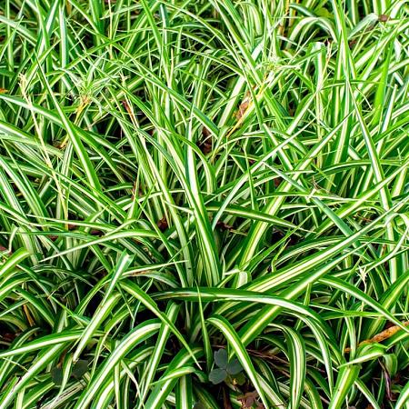 Carex morrowii 'Aureovariegata' Pot 9 cm