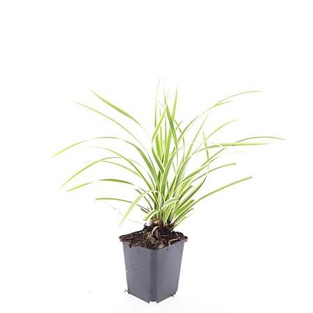Carex morrowii 'Aureovariegata' Pot 9 cm