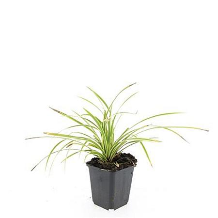 Carex morrowii 'Aureovariegata' Pot 9 cm