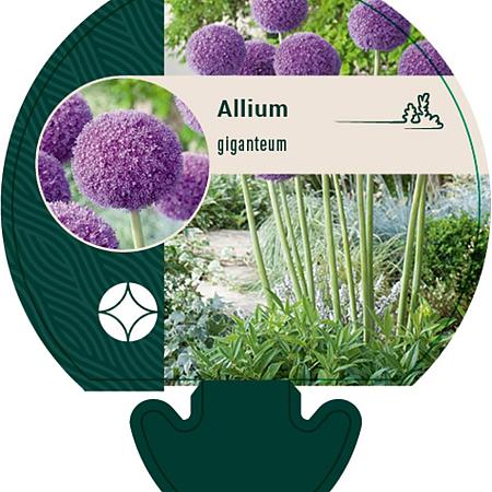 Allium giganteum Pot 11 cm