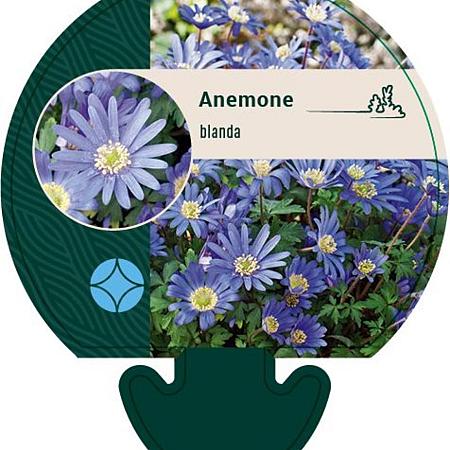 Anemone blanda Pot 9 cm