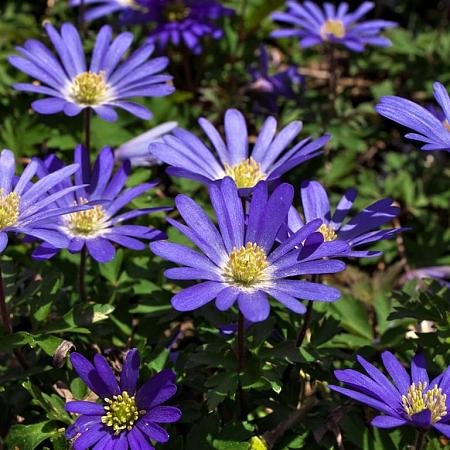 Anemone blanda Pot 9 cm