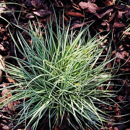 Carex ornithopoda 'Variegata' Pot 9 cm