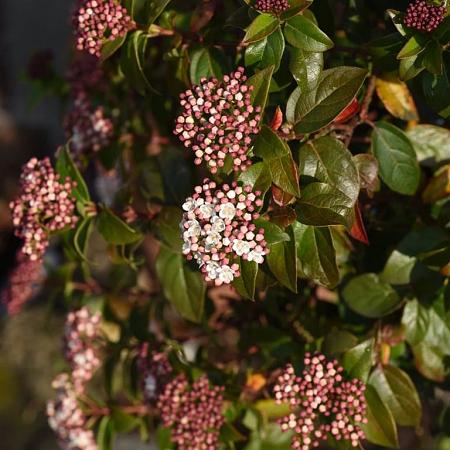 Viburnum tinus Lisarose Pot 5 Liter 