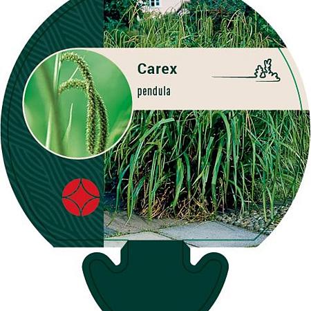 Carex pendula Pot 9 cm
