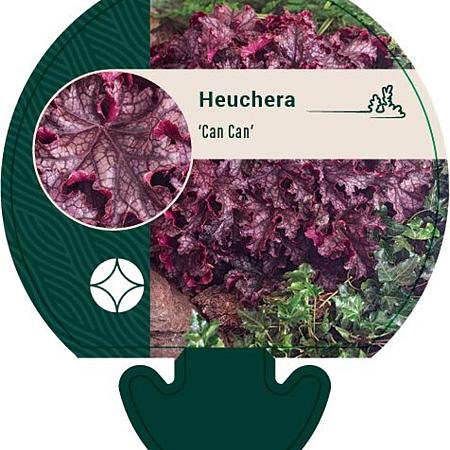 Heuchera 'Can Can' Pot 9 cm