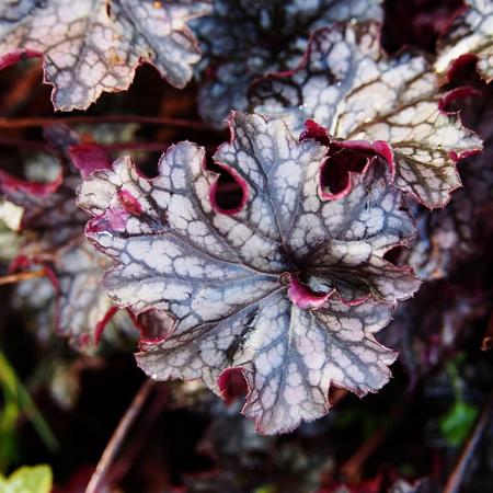 Heuchera 'Can Can' Pot 9 cm