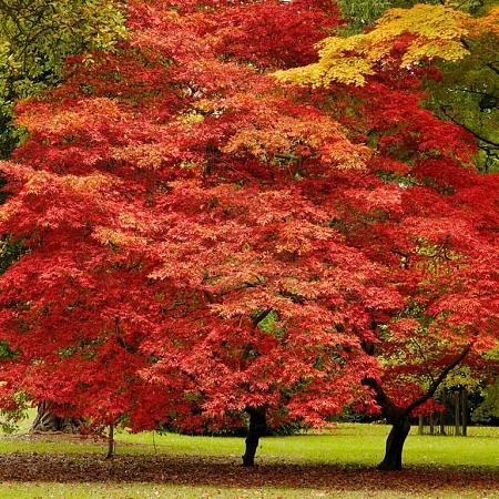 Acer pal. 'Skeeter's Broom' C15 160 - 170 cm zuilvorm