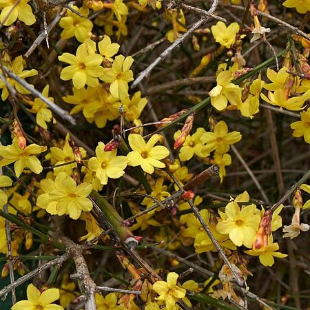 Jasminum nudiflorum Pot 2 Liter