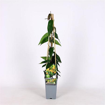 Lonicera henryi 'Copper Beauty' Pot 2 Liter