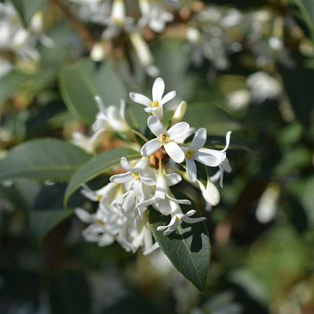 Osmanthus burkwoodii Pot 15 liter 80 - 100 cm
