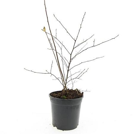 Spiraea vanhouttei Pot 1,5 liter