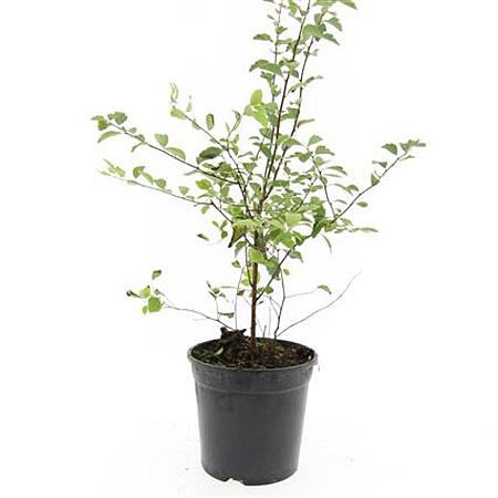 Spiraea vanhouttei Pot 1,5 liter