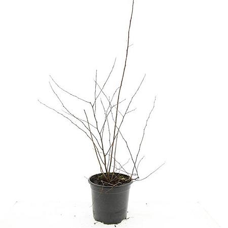 Spiraea vanhouttei Pot 1,5 liter