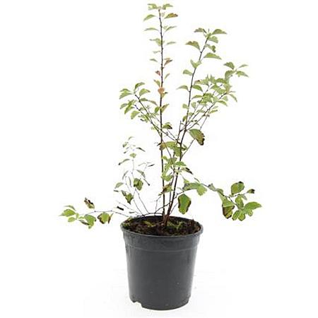Spiraea vanhouttei Pot 1,5 liter