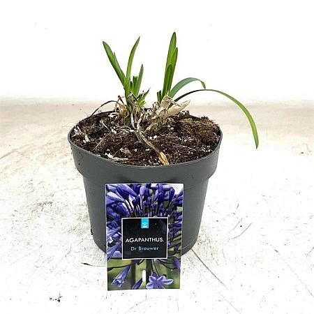 Agapanthus 'Dr Brouwer' Pot 2 Liter