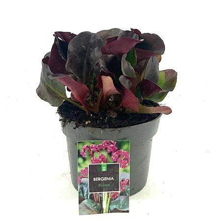 Bergenia cordifolia 'Eroica' Pot 2 Liter