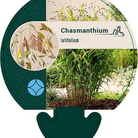 Chasmanthium latifolium Pot 9 cm