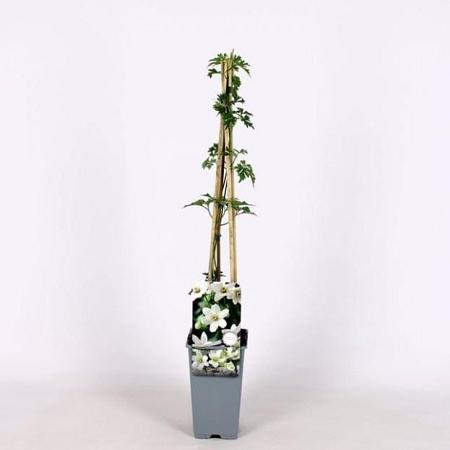 Clematis 'Joe' Pot 2 Liter
